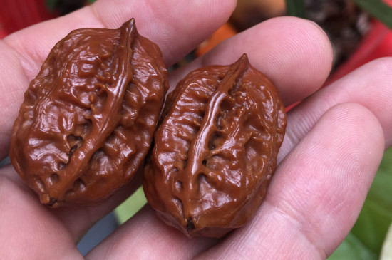 新手盘核桃注意事项